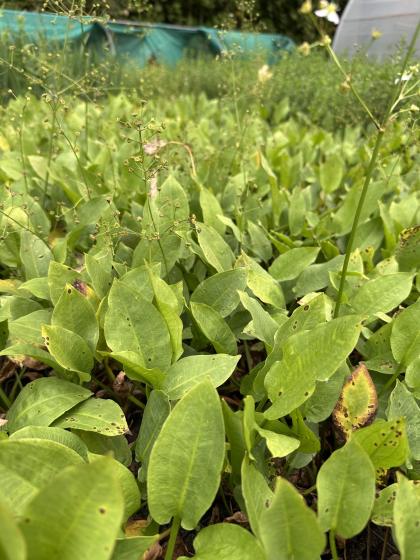ALISMA plantago