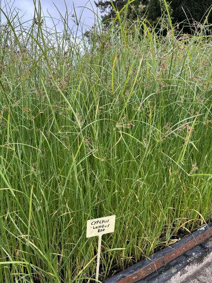 CYPERUS longus