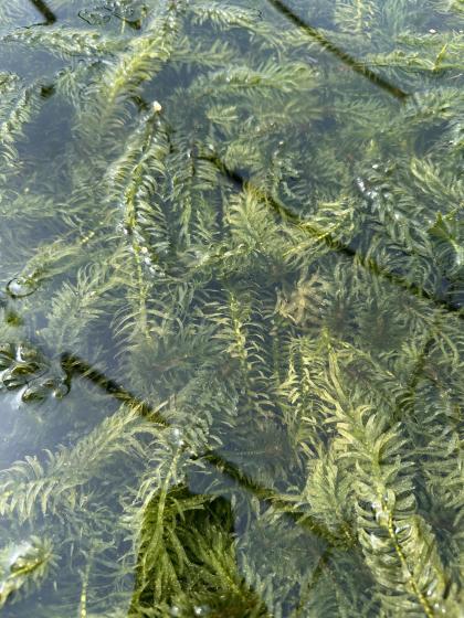 Egeria densa
