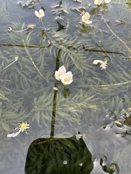 Egeria densa
