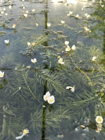 Egeria densa