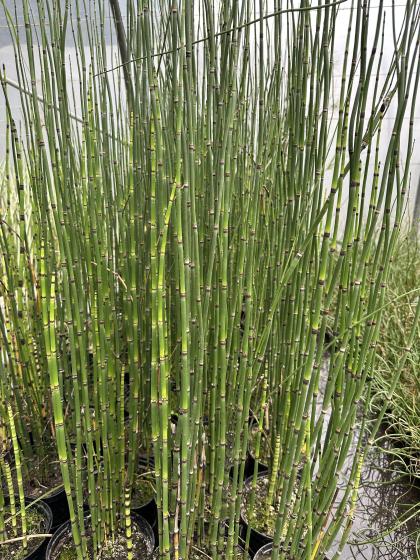EQUISETUM japonicum