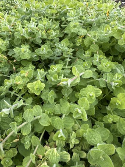 HYPERICUM elodes