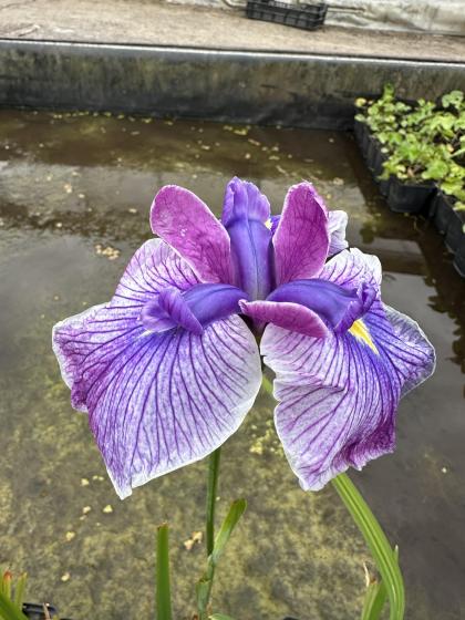 IRIS kaempfery Ruby King