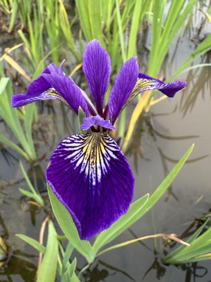 IRIS laevigata Bleu