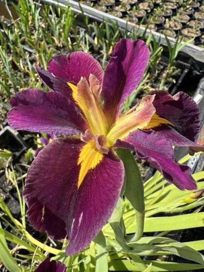 IRIS Louisiana From This Moment
