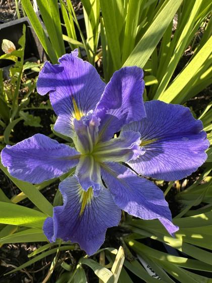 IRIS Louisiana Sinfonietta