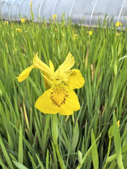 IRIS pseudacorus