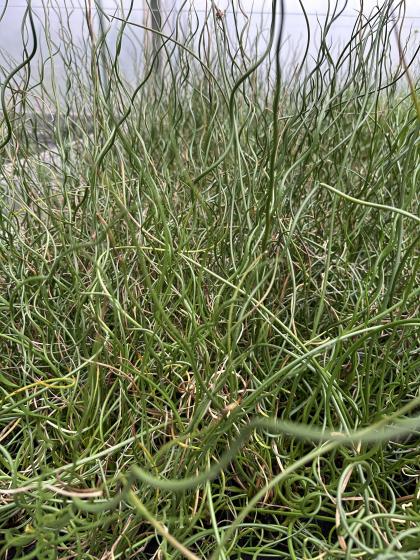 JUNCUS effusius Spiralis