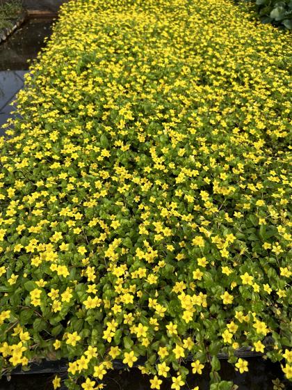 LYSIMACHIA nemorum