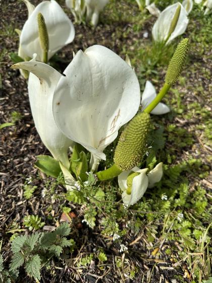 LYSICHITUM camtschatcense