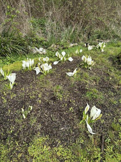 LYSICHITUM camtschatcense