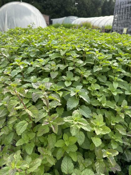 MENTHA aquatica