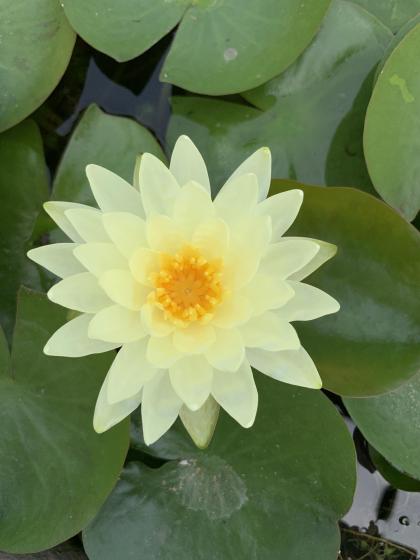 NYMPHAEA Denver