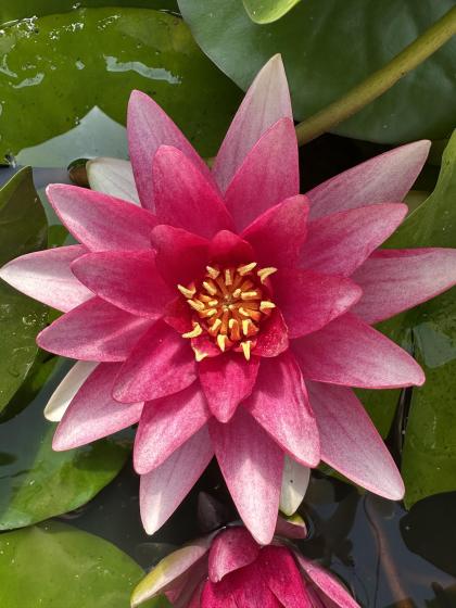 NYMPHAEA Inner Light