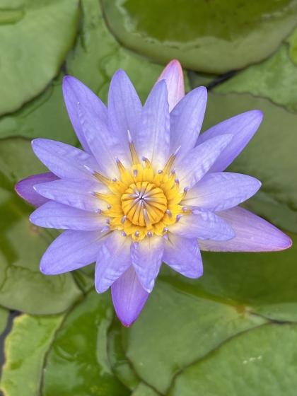 NYMPHAEA Tropical Blue