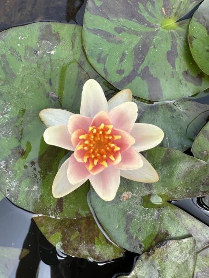NYMPHAEA Phoebus/bronze leaf