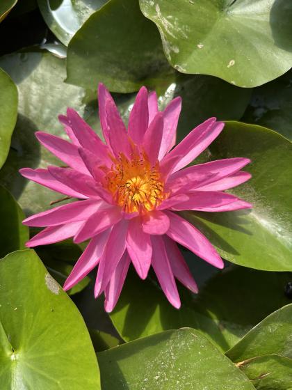 NYMPHAEA Pink Silk