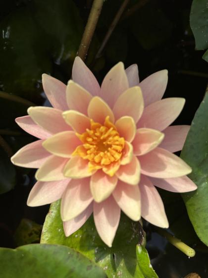 NYMPHAEA Perry's Orange Sunset
