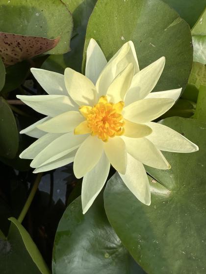 NYMPHAEA sunrise