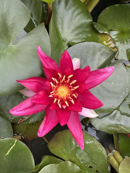 NYMPHAEA Vesuve