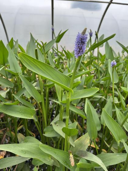 PONTEDERIA lanceolata
