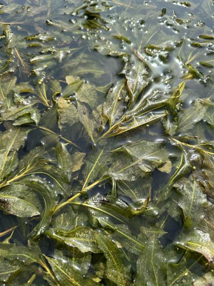 POTAMOGETON lucens