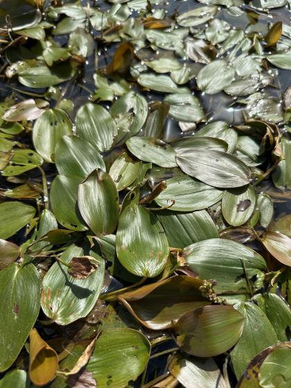 POTAMOGETON natans