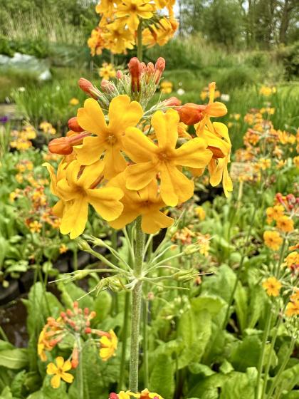 PRIMULA bullesiana (japonica)