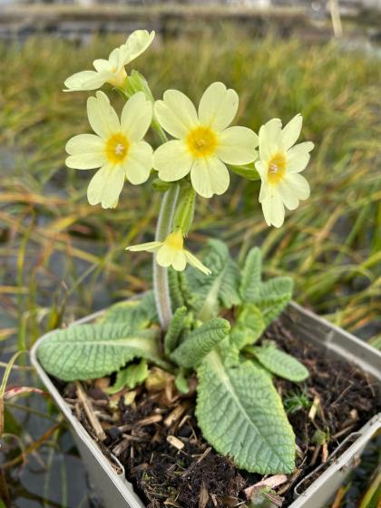 PRIMULA eliator