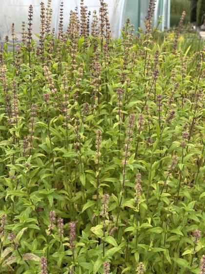 STACHYS palustris