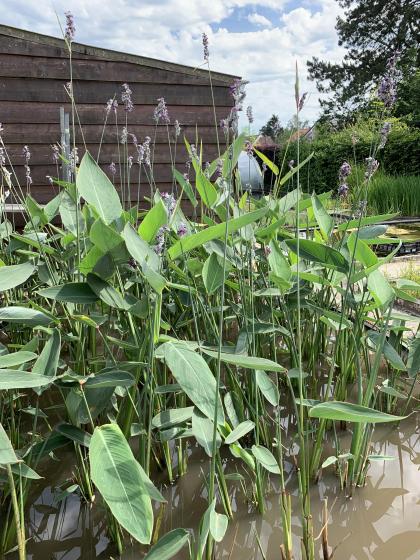 THALIA dealbata