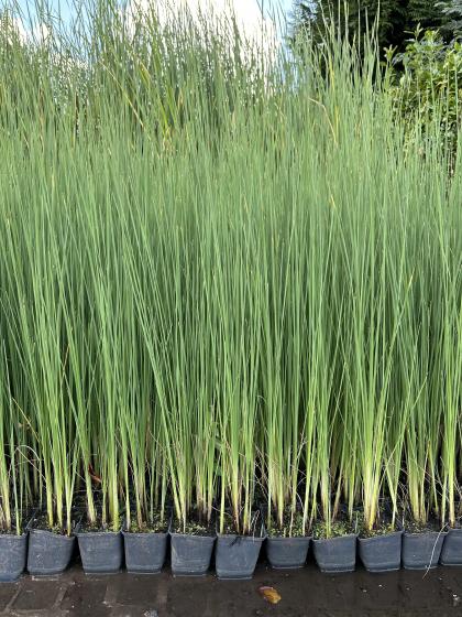 TYPHA minima